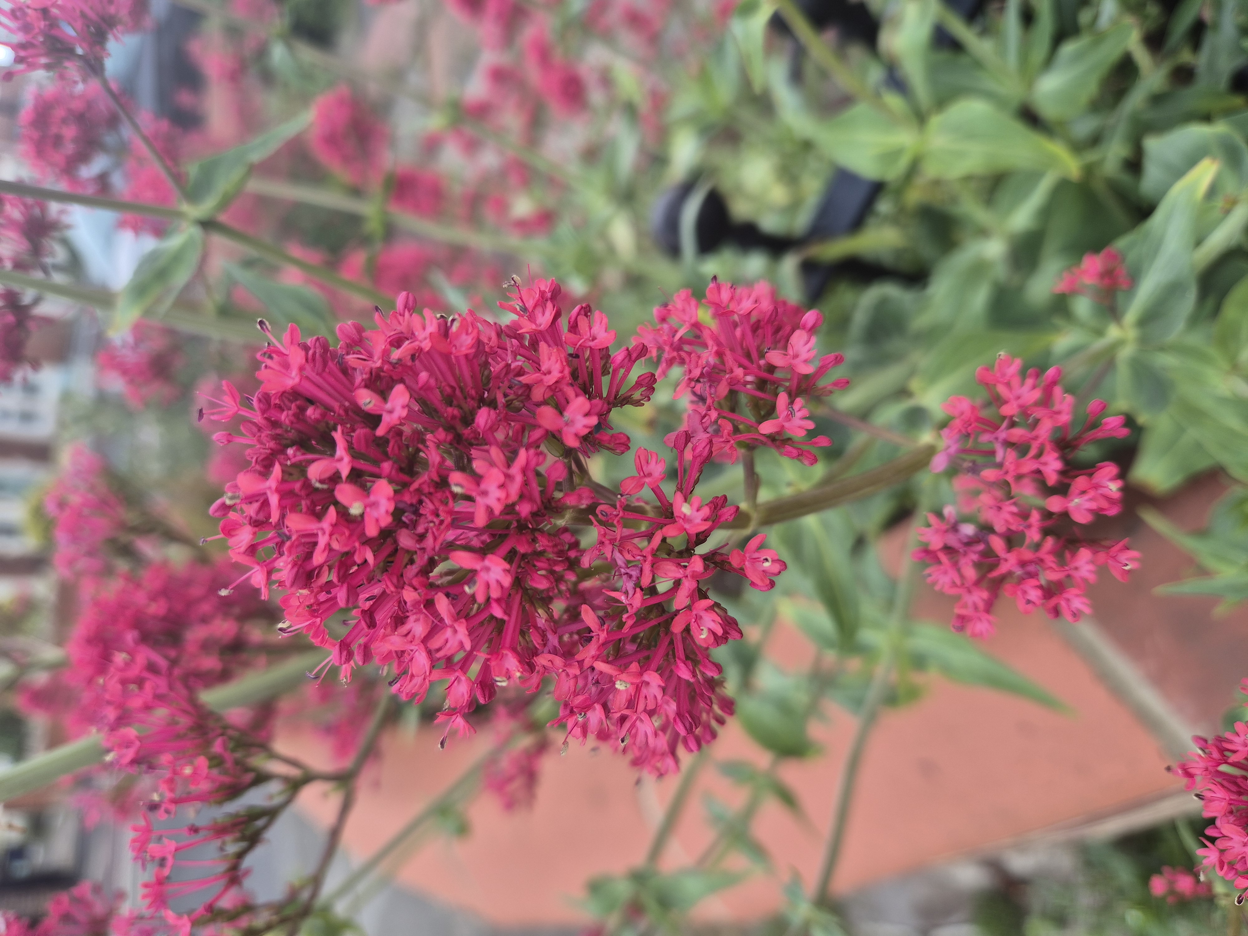 A pretty flower I like